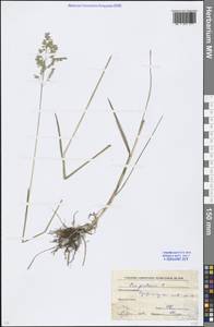 Poa pratensis L., Eastern Europe, Moscow region (E4a) (Russia)