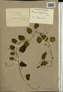 Convolvulus arvensis L., Eastern Europe, South Ukrainian region (E12) (Ukraine)