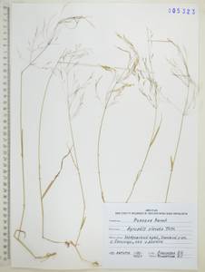 Agrostis clavata Trin., Siberia, Russian Far East (S6) (Russia)