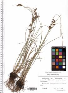 Juncus compressus Jacq., Eastern Europe, Eastern region (E10) (Russia)