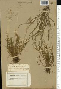 Poa annua L., Eastern Europe, Central forest-and-steppe region (E6) (Russia)