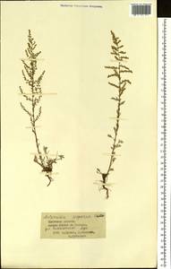 Artemisia scoparia Waldst. & Kit., Siberia, Baikal & Transbaikal region (S4) (Russia)