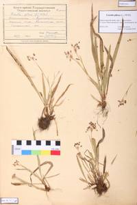 Luzula pilosa (L.) Willd., Siberia, Central Siberia (S3) (Russia)