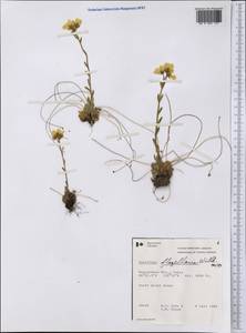 Saxifraga flagellaris, America (AMER) (Canada)