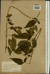 Solanum dulcamara L., Eastern Europe, Northern region (E1) (Russia)