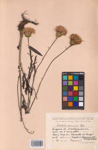 Klasea centauroides subsp. komarovii (Iljin) L.Martins, Siberia, Russian Far East (S6) (Russia)