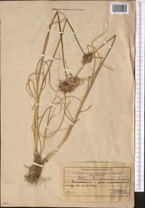Allium barsczewskii Lipsky, Middle Asia, Muyunkumy, Balkhash & Betpak-Dala (M9) (Kazakhstan)