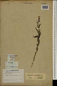 Hieracium umbellatum L., Eastern Europe, Central forest-and-steppe region (E6) (Russia)