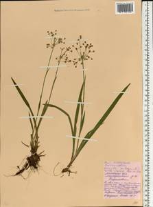 Luzula pilosa (L.) Willd., Eastern Europe, Belarus (E3a) (Belarus)