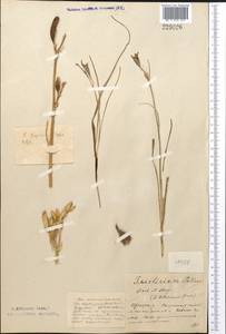 Ixiolirion tataricum (Pall.) Schult. & Schult.f., Middle Asia, Northern & Central Kazakhstan (M10) (Kazakhstan)