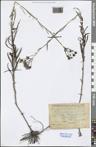 Hieracium umbellatum L., Middle Asia, Northern & Central Kazakhstan (M10) (Kazakhstan)