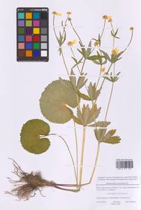Ranunculus cassubicus L., Eastern Europe, Moscow region (E4a) (Russia)