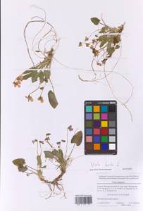 Viola hirta L., Eastern Europe, Moscow region (E4a) (Russia)