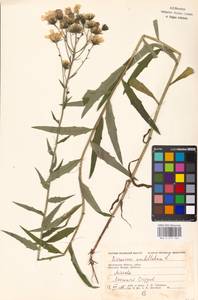 Hieracium umbellatum L., Eastern Europe, Moscow region (E4a) (Russia)