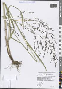 Glyceria lithuanica (Gorski) Gorski, Siberia, Baikal & Transbaikal region (S4) (Russia)