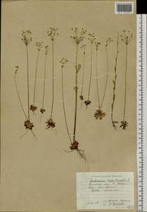 Androsace septentrionalis L., Siberia, Russian Far East (S6) (Russia)
