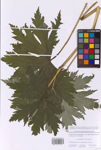 Aconitum septentrionale Koelle, Eastern Europe, Moscow region (E4a) (Russia)