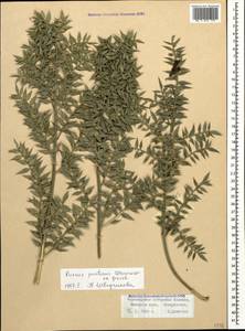 Ruscus aculeatus L., Caucasus, Black Sea Shore (from Novorossiysk to Adler) (K3) (Russia)