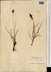 Carex melananthiformis Litv., Mongolia (MONG) (Mongolia)