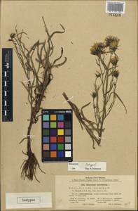 Hieracium umbellatum L., Eastern Europe, North-Western region (E2) (Russia)