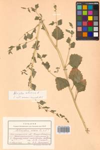 Atriplex sibirica L., Siberia, Chukotka & Kamchatka (S7) (Russia)