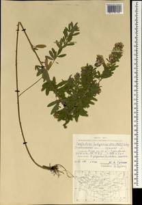 Lespedeza juncea (L.f.) Pers., Mongolia (MONG) (Mongolia)