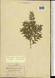 Ruscus aculeatus L., Crimea (KRYM) (Russia)