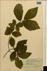 Parrotia persica (DC.) C. A. Mey., Caucasus, Azerbaijan (K6) (Azerbaijan)