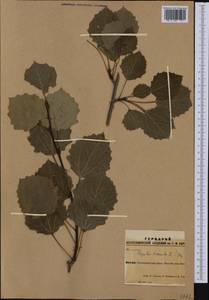 Populus tremula L., Siberia, Altai & Sayany Mountains (S2) (Russia)