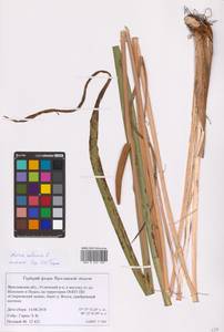 Acorus calamus L., Eastern Europe, Central forest region (E5) (Russia)