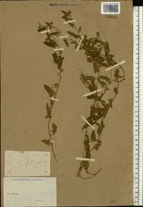 Convolvulus arvensis L., Eastern Europe, Lower Volga region (E9) (Russia)