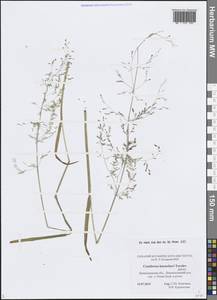 Catabrosa aquatica (L.) P.Beauv., Eastern Europe, North-Western region (E2) (Russia)