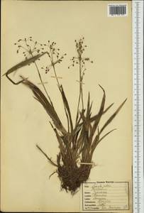 Luzula pilosa (L.) Willd., Eastern Europe, North-Western region (E2) (Russia)
