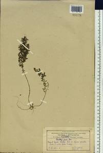 Lespedeza juncea (L.f.) Pers., Siberia, Russian Far East (S6) (Russia)