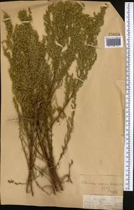 Artemisia scoparia Waldst. & Kit., Middle Asia, Dzungarian Alatau & Tarbagatai (M5) (Kazakhstan)