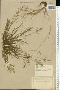 Poa annua L., Eastern Europe, North-Western region (E2) (Russia)