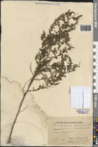 Artemisia scoparia Waldst. & Kit., Eastern Europe, Lower Volga region (E9) (Russia)