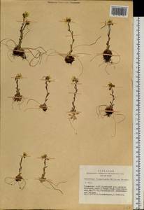 Saxifraga flagellaris Sternb. & Willd., Siberia, Altai & Sayany Mountains (S2) (Russia)