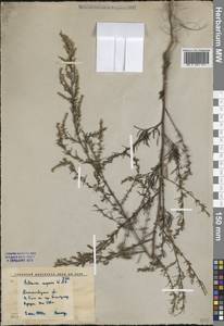 Artemisia scoparia Waldst. & Kit., Middle Asia, Western Tian Shan & Karatau (M3) (Kyrgyzstan)
