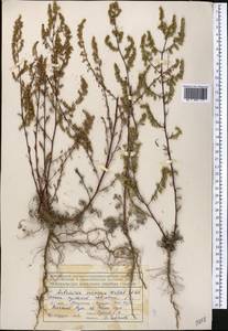 Artemisia scoparia Waldst. & Kit., Middle Asia, Northern & Central Tian Shan (M4) (Kyrgyzstan)