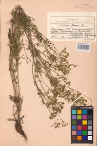 Silaum silaus (L.) Schinz & Thell., Eastern Europe, Eastern region (E10) (Russia)