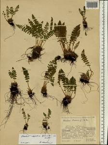 Woodsia asiatica Kiselev & Shmakov, Siberia, Russian Far East (S6) (Russia)