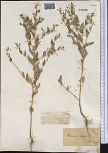 Atriplex sibirica L., Middle Asia, Muyunkumy, Balkhash & Betpak-Dala (M9) (Kazakhstan)