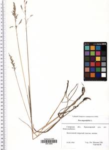 Poa angustifolia L., Eastern Europe, Middle Volga region (E8) (Russia)