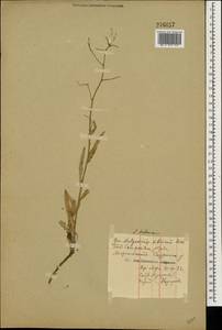 Lactuca tatarica (L.) C. A. Mey., Eastern Europe, Middle Volga region (E8) (Russia)