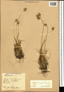 Alopecurus vaginatus (Willd.) Kunth, Caucasus, North Ossetia, Ingushetia & Chechnya (K1c) (Russia)