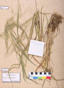 Agrostis gigantea Roth, Siberia, Altai & Sayany Mountains (S2) (Russia)