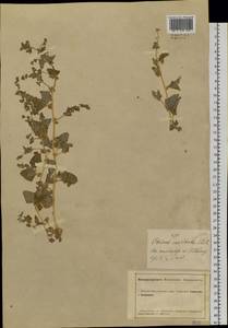 Atriplex sibirica L., Siberia, Altai & Sayany Mountains (S2) (Russia)
