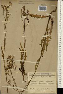 Lactuca tatarica (L.) C. A. Mey., Crimea (KRYM) (Russia)