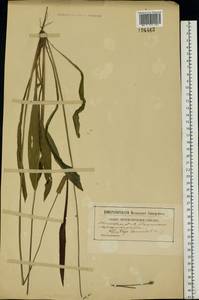 Plantago lanceolata L., Eastern Europe, South Ukrainian region (E12) (Ukraine)